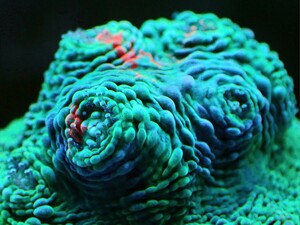 【サンゴプレゼント企画継続!！】[ Echinophyllia sp. (Chalice coral) ] キッカサンゴ グリーン&レッド