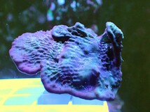 [ Purple Blue Plating Photosynthetic Sponge ] 好日性パープルブルー カップ スポンジ(海綿類) _画像3