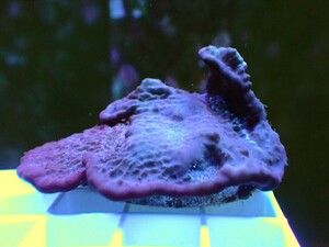 [ Purple Blue Plating Photosynthetic Sponge ] 好日性パープルブルー カップ スポンジ(海綿類) 
