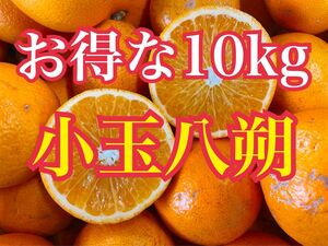 売り切り！和歌山県産 小粒八朔 10kg 全国発送可能 みかんキング