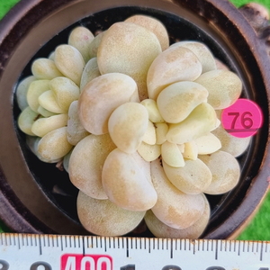 0309-P076 バブルバム(錦) エケベリア 多肉植物 韓国苗