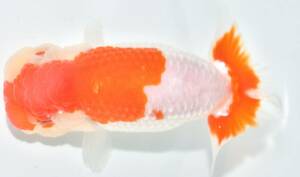 <GP golgfish > beautiful ..! Hamamatsu sake .... golgfish 2 -years old 13cm female animation 1 (1~2)
