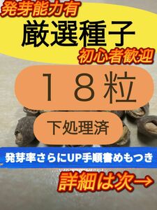 【1300文字超の手順メモ付きお得セット】【厳選種子】 パキプス　18粒