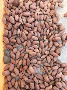 ジャンボ　落花生　ピーナッツ　種　２０粒　オマケあり