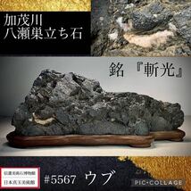 【水石復興イベント】 水石 盆栽 加茂川八瀬巣立ち石 紅入り ウブ 横30×高12(cm) 3.67kg骨董盆石古美術鑑賞石観賞石太湖石中国古玩 5567_画像1