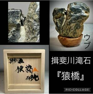 [Музей Стоуна Шинано Арт] Мизуиши бонсай Ибигава Такииши Убу "Сарухаши" с ящиком Паулаунии 8 x 9,5 × глубина 4.4 (см) 440G Античности.