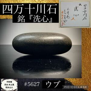 【水石復興イベント】 水石 盆栽 四万十川石 銘 『洗心』ウブ 色紙付 横14×高5.5(cm) 940g 骨董盆石古美術鑑賞石観賞石太湖石 5627