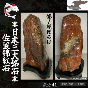 【信濃美術石博物館】 佐渡錦紅石 銘『朝ぼらけ』横21×高31.5(cm) 13.82kg 水石 佐渡赤玉石 赤玉赤石盆栽骨董盆石鑑賞石観賞石太湖石 5541