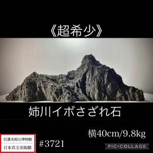 【信濃美術石博物館】 水石 盆栽 姉川イボさざれ石 横40.5×高14×奥行23(cm) 9.8kg 骨董盆石古美術鑑賞石観賞石太湖石中国古玩 3712