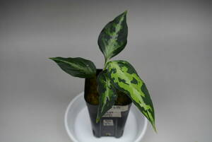 AZ便ネームド株　エウレカ　Aglaonema pictum コード不明　★アグラオネマ　ピクタム★