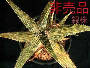 ◆Aloe 原種◆　A.peckii (native to Somalia)　アロエ・ペッキー　原種　ソマリア産　販売　検索「チタノタ　アガベ　ハイブリッド」