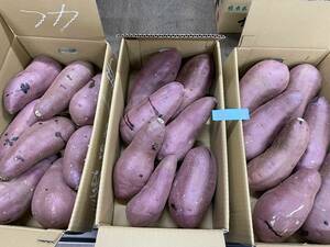 熊本県産紅はるか秀品4L5㎏熟芋３箱計15㎏２５２番