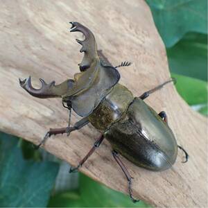 【Sparkle Beetle】ヴェムケンミヤマ 大型♂57.5mm♀35mmペア(ミヤマクワガタ)
