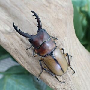 【Sparkle Beetle】ブルイジンノコギリssp.♂41m m♂40mm♀22mm×2 (2ペア)
