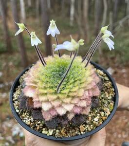 Petrocosmea rosettifolia・ペトロコスメア ロセッティフォリア・セントポーリア・観葉植物・山野草・原種・イワタバコ・洋蘭