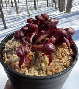 Darlingtonia californica”seedgrown.red alpine form”・ダーリングトニア・レッドアルパインフォーム・食虫植物・観葉植物・山野草