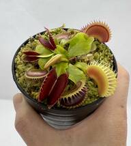 Dionaea muscipula ”Dracula” CK・ハエトリソウ・ドラキュラ・食虫植物・観葉植物・山野草・パルダリウム・ビバリウム・熱帯植物_画像8