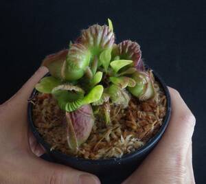 Cephalotus follicularis ”Giant” Alaflora ・セファロタス　ジャイアント・食虫植物・観葉植物・熱帯植物・パルダリウム・山野草