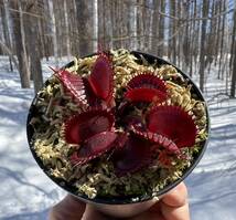 Dionaea muscipula ”BCP Titanic52”（clone1)・ハエトリソウ・タイタニック・食虫植物・観葉植物・パルダリウム・山野草・ビバリウム_画像1