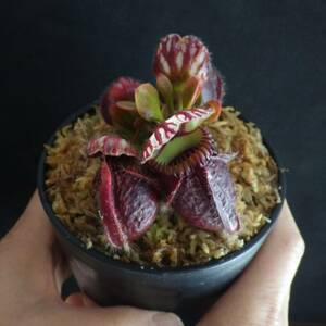 Cephalotus follicularis ”Big boy” CC・セファロタス ビッグ ボーイ・食虫植物・観葉植物・熱帯植物・パルダリウム・山野草