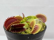 Dionaea muscipula ”Dracula” CK・ハエトリソウ・ドラキュラ・食虫植物・観葉植物・山野草・パルダリウム・ビバリウム・熱帯植物_画像2