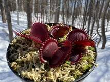 Dionaea muscipula ”BCP Titanic52”（clone1)・ハエトリソウ・タイタニック・食虫植物・観葉植物・パルダリウム・山野草・ビバリウム_画像5