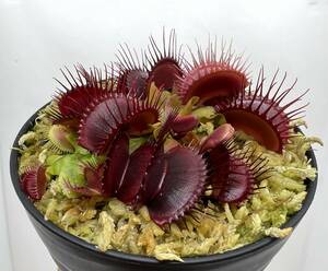 Dionaea muscipula ”Phallanx” CK・ハエトリソウ・ファランクス・食虫植物・観葉植物・熱帯植物・パルダリウム・山野草