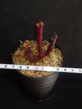 H. sarracenioides exact clone from mix of clones, red x self ・ヘリアンフォラ・食虫植物・観葉植物・パルダリウム・ビバリウム_画像10