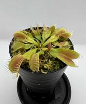 Dionaea muscipula ”Crocodile” CK・ハエトリソウ・クロコダイル・食虫植物・観葉植物・山野草・パルダリウム・ビバリウム・熱帯植物_画像7