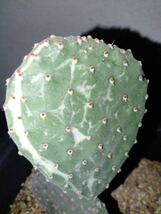 opuntia rufida variegata 紅太鼓錦 オプンチア サボテン 多肉植物 アガベ 団扇サボテン_画像1