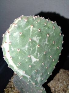 opuntia rufida variegata 紅太鼓錦 オプンチア サボテン 多肉植物 アガベ 団扇サボテン