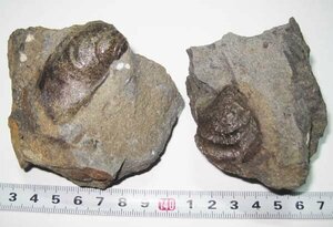 日本の化石　和歌山県鳥屋城のイノセラムス類　２個セット
