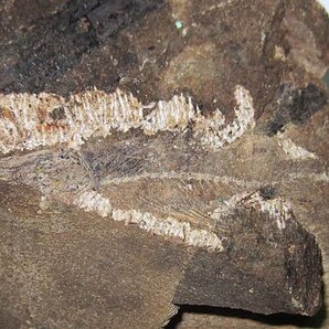 日本の化石 愛知県知多半島の魚化石/ハダカイワシの画像1
