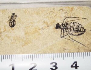  Italy. dragonfly larva (yago) fossil /libela*do squirrel 