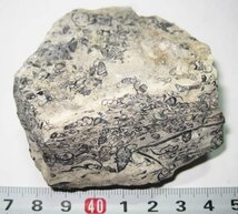 日本の化石　岐阜県金生山の小型巻貝などの密集母岩_画像3