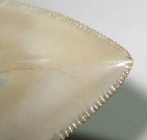 アメリカ ・ ノースカロライナ州のメガロドン/サメの歯化石　約１１ｃｍ/美品_画像8