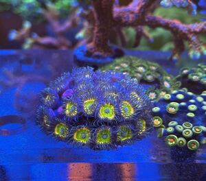 Raptor Rainbow zoa、ラプターズレインボーマメスナ、ミニコロニー　3月16日、3月17日　週末発送限定