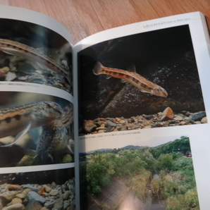 専門書 魚類図鑑 日本のドジョウ 山と渓谷社の画像2