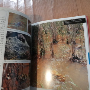 専門書 カラー図鑑 今、絶滅の恐れがある水辺の生き物たち 山と渓谷社の画像7