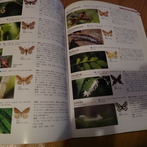 専門書 昆虫図鑑 日本産幼虫図鑑 学研 カラー図鑑その２の画像7