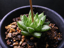 【原種】ハオルチア レティキュラータ IB8855 / 多肉植物 Haworthia reticulata IB8855 Buitenhof, turnoff to McGregor_画像1