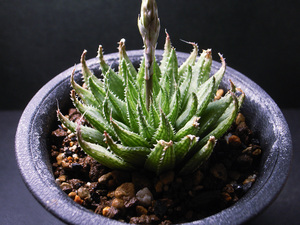 【原種】ハオルチア ヘルバセア Leipzig / 多肉植物 Haworthia herbacea Leipzig