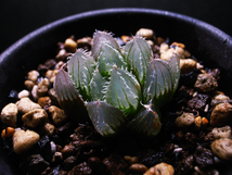 【原種】ハオルチア サリナ IB08509 The Downs, N2 S of Coega / 多肉植物 Haworthia salina IB08509 The Downs, N2 S of Coega_画像2