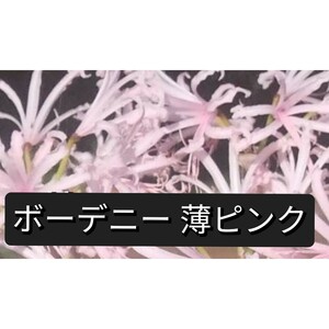 ネリネ ボーデニー 淡ピンク 球根 1球 開花予定球根 ダイヤモンドリリー 