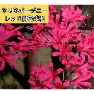 ネリネ ボーデニー レッド 魅惑の赤 春植ネリネの中で最も花色濃い品種 開花球 球根1球 ダイヤモンドリリー