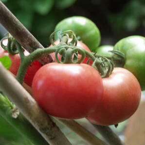 アロイトマト 種 20粒 由来明記 素性明記 固定種 トマト種 野菜種 アロイトマト純正種 無農薬栽培  栽培資料１点付き の画像8