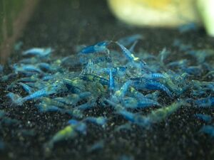  bell bed blue shrimp 100 tail [ Cherry shrimp ]