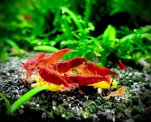  red Cherry shrimp 10 tail ( Cherry shrimp )