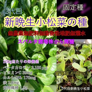 新晩生小松菜 固定種 自家採種 2代目 無農薬無肥料無消毒種子 種 種子 