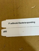 a166 .P.willinckii bacteria sporeling やや大きめウィリンキー バクテリア バクスポ _画像6